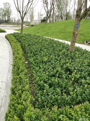 成都市政道路綠化,小區砍樹、修樹、除草、移栽樹