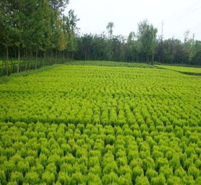 小區(qū)綠化工程施工對資質(zhì)有哪些要求?