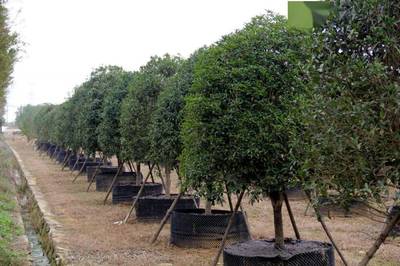 市園林和林業(yè)局領導調(diào)研武漢園發(fā)公司苗圃基地