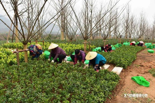 銀杏 紅梅 紅玉蘭...義烏這條路下個(gè)月完成 變身