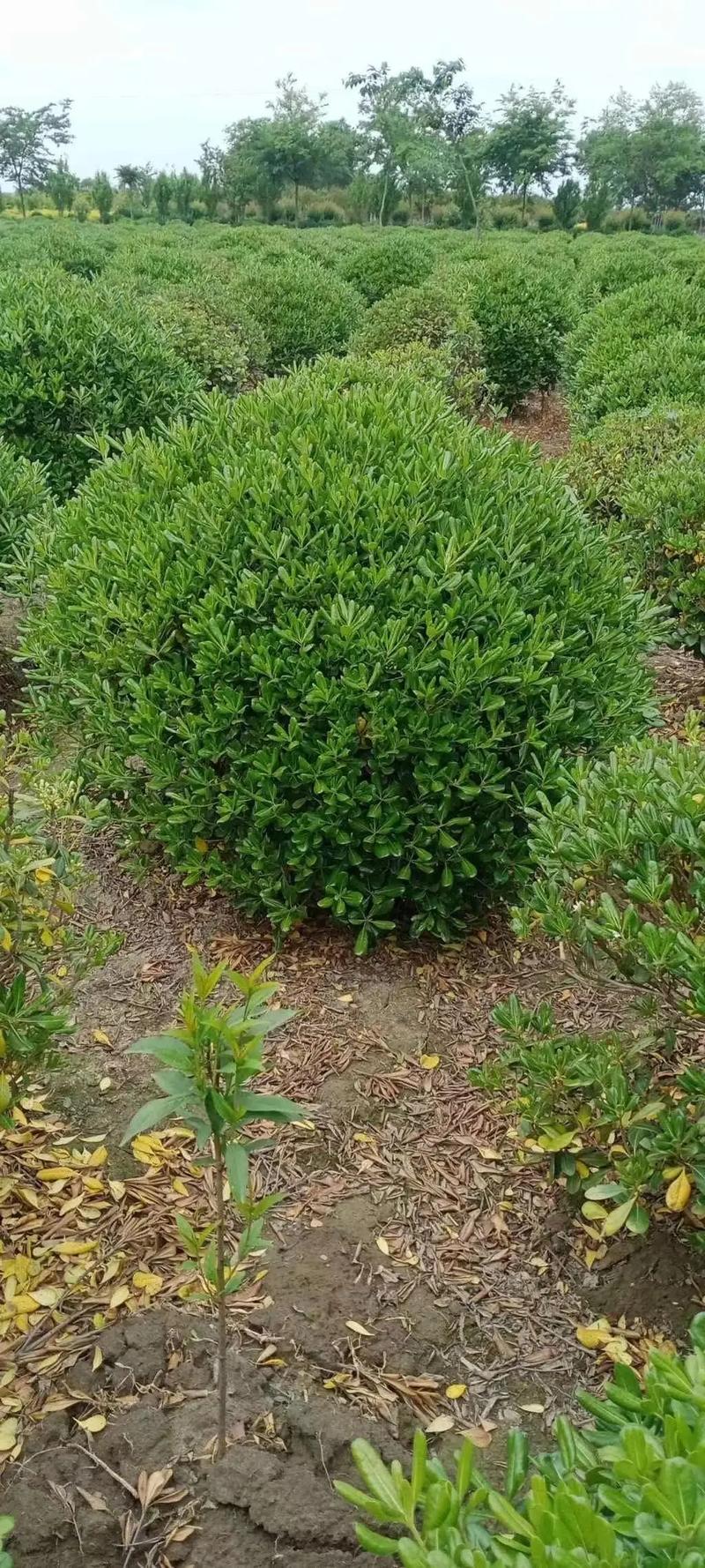 園林綠化工程苗木人 #全網(wǎng)搜索苗木有緣人 廠房綠化設(shè)計(jì)施工