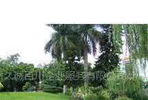 供應蘇州高新區草坪綠化維護/綠化工程